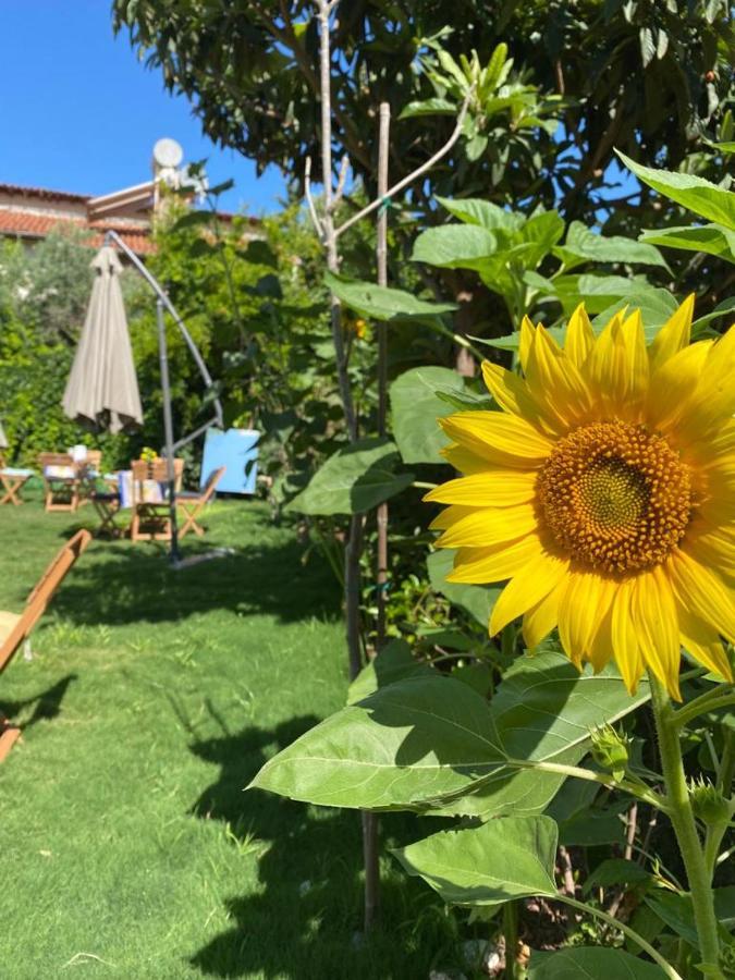 Lemon-Ada Butik Otel Kusadası Extérieur photo